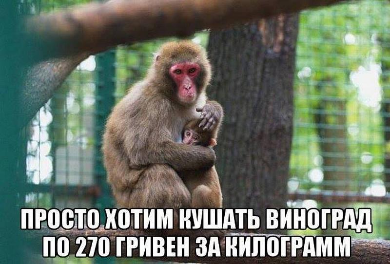 фрукти по захмарним цінам
