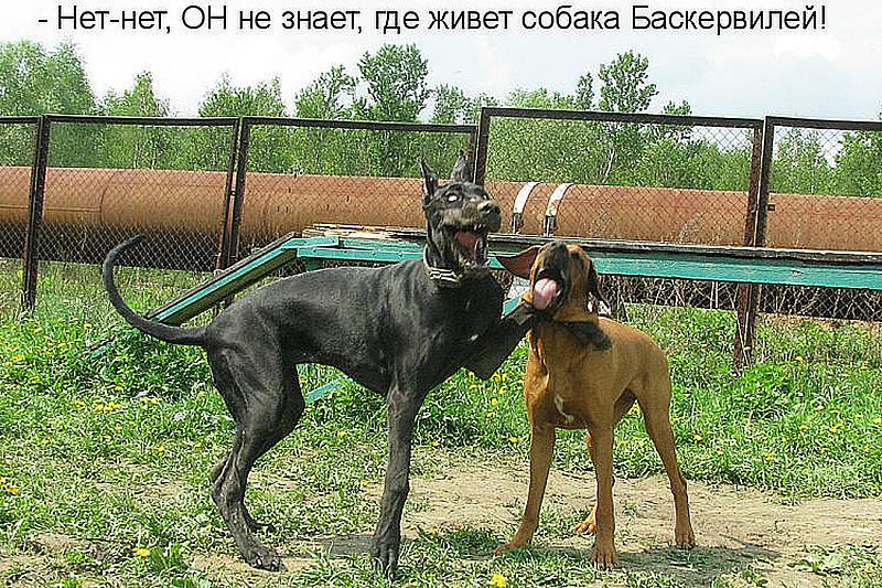 Собака Баскервилей