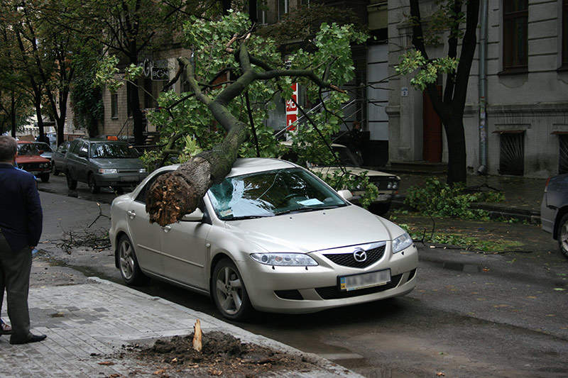 Впале дерево