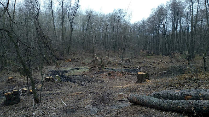 Вирубки лісу в Задонецькому лісництві