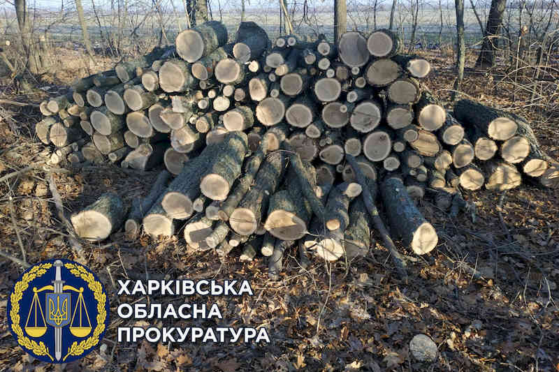 Вирубані дуби