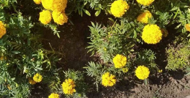 Квіти на клумбі