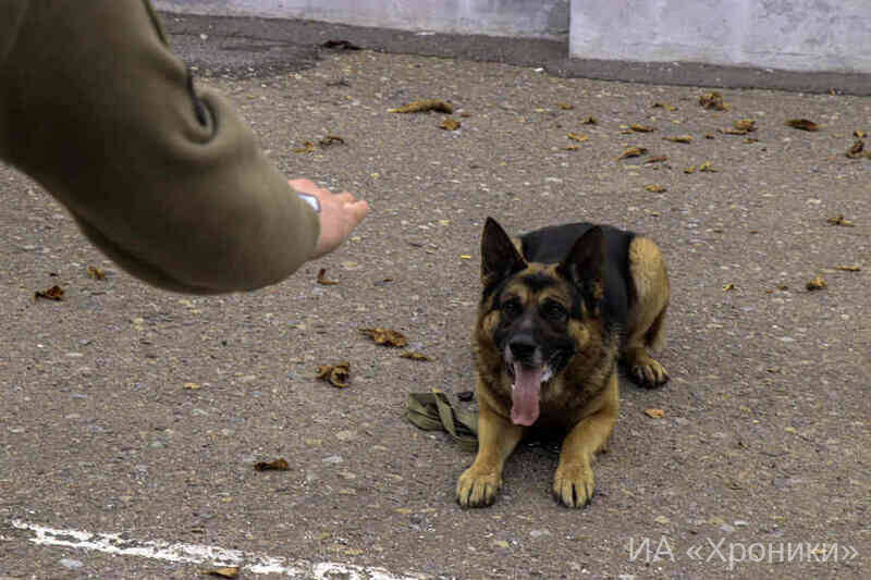 Врятований собака