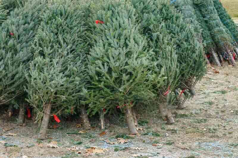 Новорічні ялинки