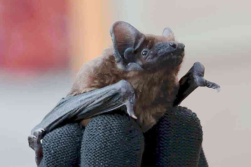 Летучая мышь