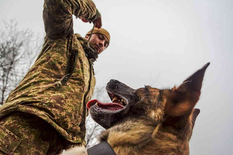 Чотирилапий побратим